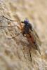 Rhagio vitripennis